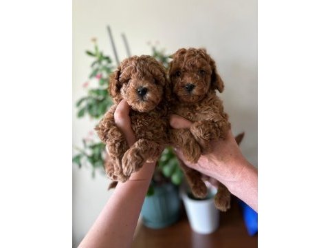Efsane toy poodle yavrularımız