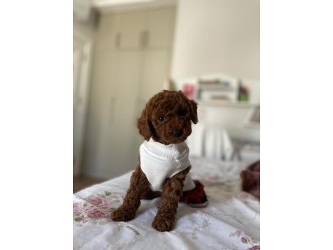 2.5 aylık toy poddle