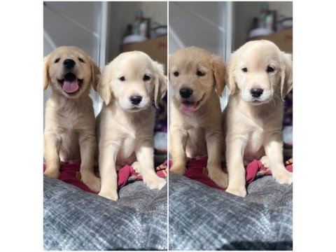 Baby face golden retriever
