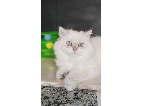 Safkan british longhair kızlarım karşınızda