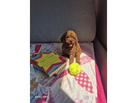 Toy poodle köpeği