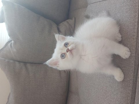 Kalıte bızde güven bizde showroom cins kediler