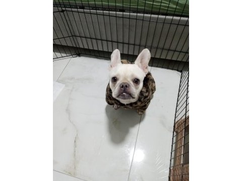Acil sahiplendirilecek platinium dişi french bulldog