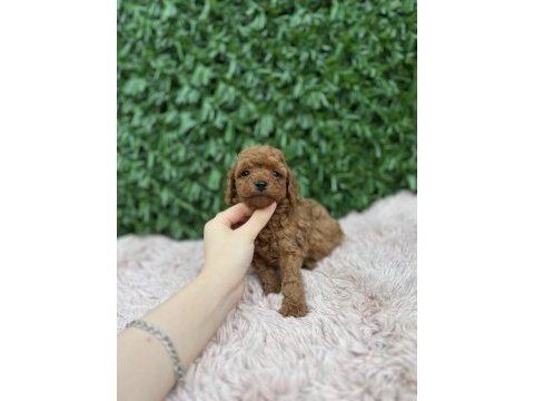 Birbirinden güzel toy poodle bebekler