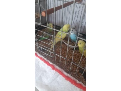 50 günlük muhabbet kuşları