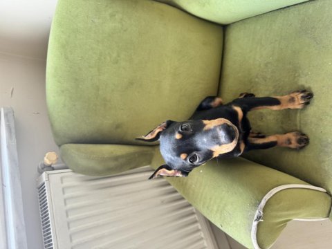 3 aylık dişi estetikli doberman yavrusu
