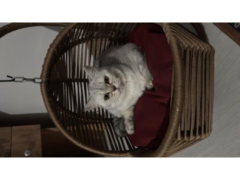 Safkan sağlıklı british silver shorthair !