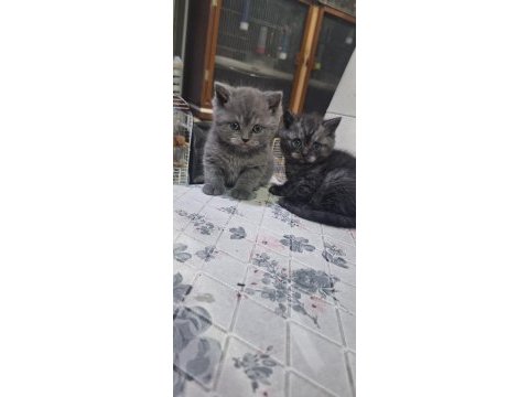 British shorthair yavrular