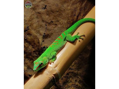 Gıant day geckolar (özel tür)