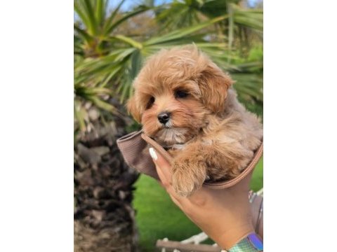 Akıllı ve tüy dökmeyen karakteriyle maltipoo yavrusu