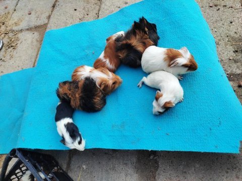 Safkandırlar guinea pig