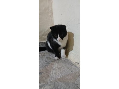 Dişi erkek bebek kediler