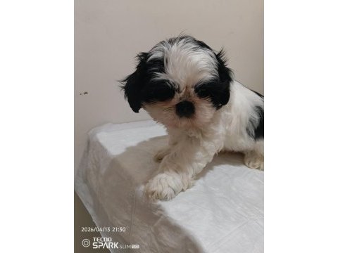 Secereli shih tzu yavrular
