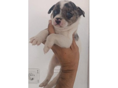Kaliteli chihuahua şivava yavrular