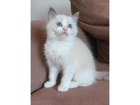 Secereli ragdoll kedisi yavrular