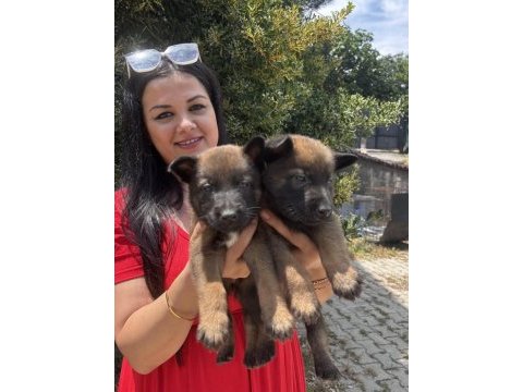 Safkan üst kalite malinois yavrularım