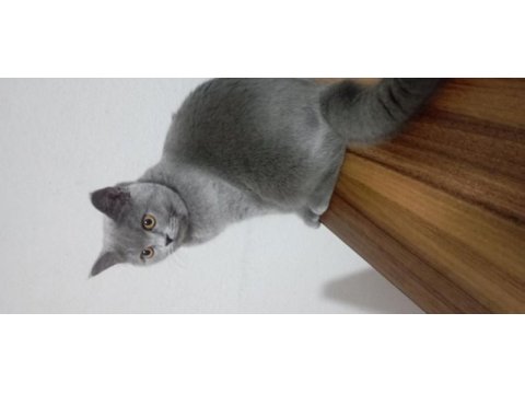 British shorthair kızımızı sahiplendiriyoruz