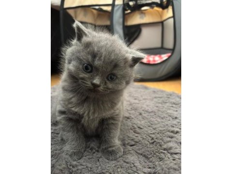 British ve scottish fold dişi kedimiz