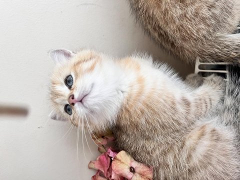 Adanadan golden british shorthair yavrular