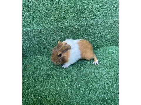 Guinea pig yavruları istanbul kafes seti ve kapıda ödeme