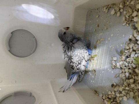 Özenle baktığım show jumbo muhabbet kuşu yavruları