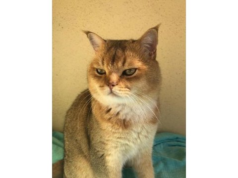 Orjinal safkan golden black british shorthair baskın erkek