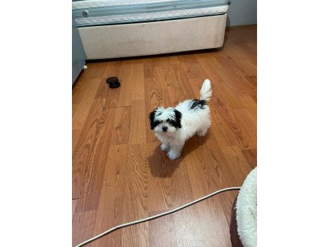 Yavru morkie