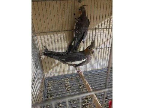 Yavru almak isteyenlere yavru büyütmüş grey takım sultan
