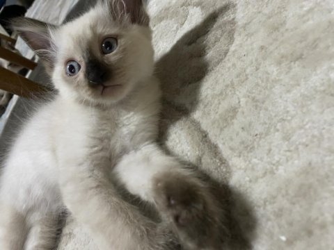 2 aylık dişi ve erkek yavrular siyam
