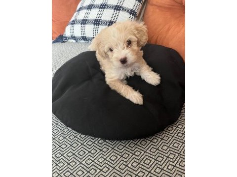Maltipoo yavru