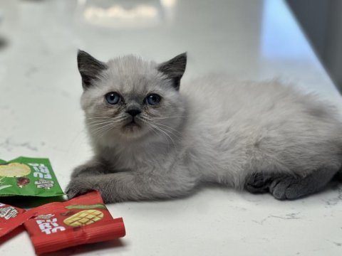 Safkan mavi bakışlı bir rüya 2 aylık british blue point