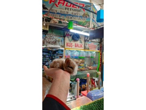 Cins bebek tavşanlar
