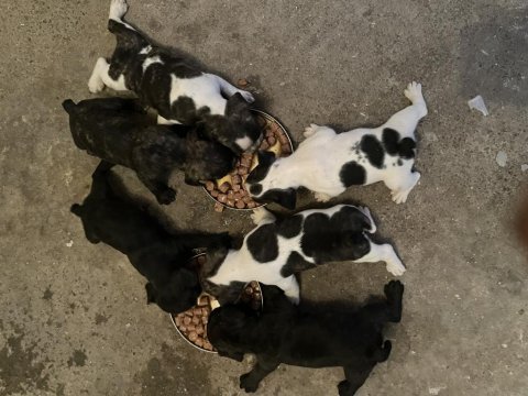 Yavru french bulldog
