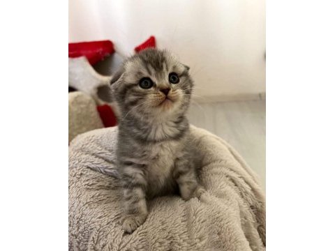 Scottish ve british yavru kedi