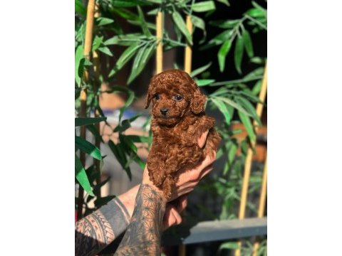 Korean poodle yavrularımız