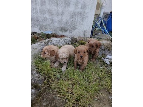 Kilo ve boy garantili maltipoo yavrular istanbul