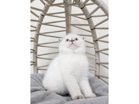 Safkan maviş gözlü eşsiz güzellikte kedilerim