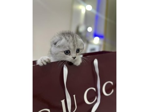 Uygun puanlı pamuk şeker scottish fold