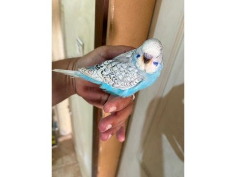 30 günlük kusursuz 3 jumbo erkek bebek muhabbet