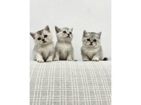 3 adet british shorthair