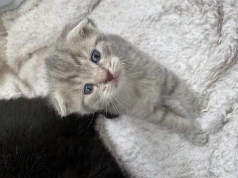 Scottish fold