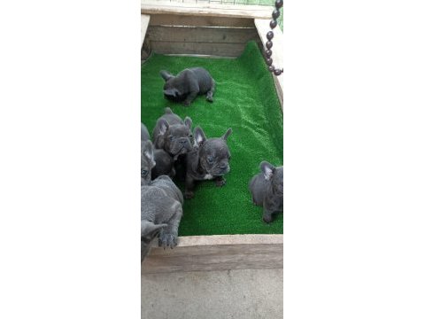 Blue üst kalite french bulldog bebekler