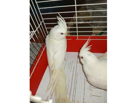 Yavru albino sultan papağanı