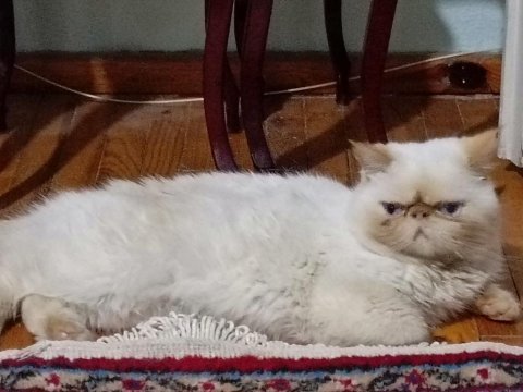 Beyaz iran kedisi