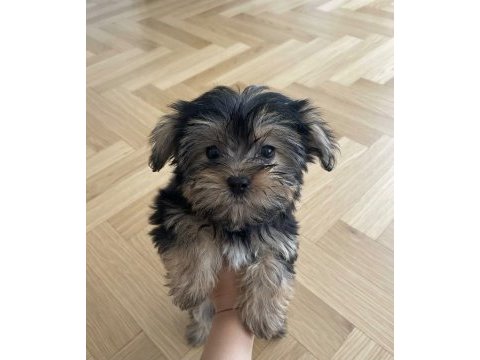 Ev ortamından yavru köpekler