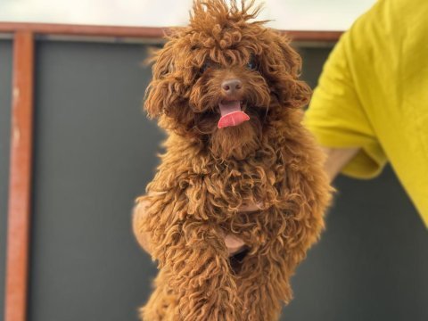 Tea cup 7 aylık dişi kore poodle 1.850 gr 
