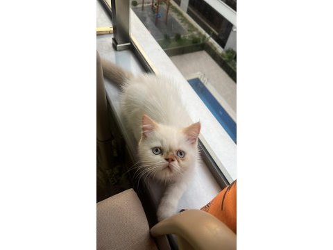 Show kalite ırk garantili exotic shorthair bebeğimiz