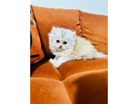 Güzel british longhair prensesim