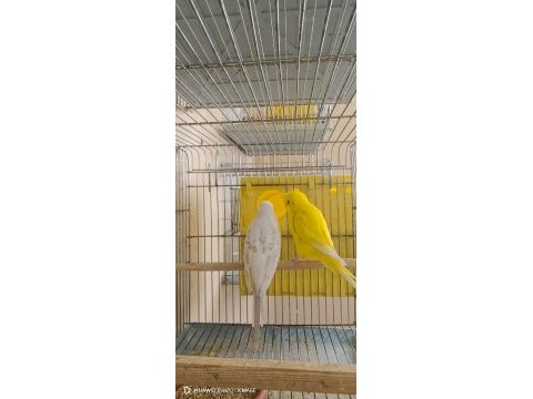 Damızlık yerli albino lutino hazır takım ve tek dişi kuşlar