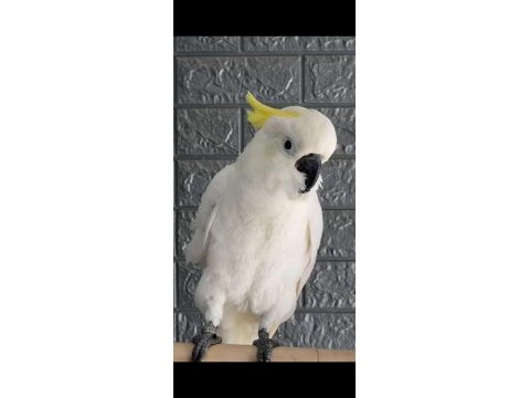 Full evcil kakadu papağanı
